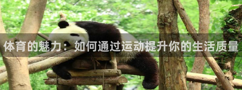 杏宇体育平台开号链接：体育的魅力：如何通过运动提升你的生活质量